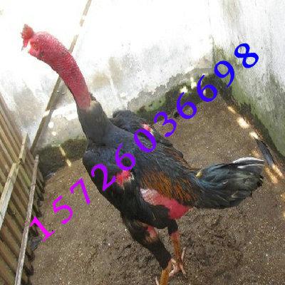 菏泽市中原斗鸡的品种类型斗鸡斗鸡养殖厂家