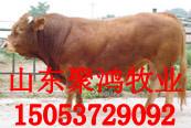 济宁市肉牛品种厂家供应肉牛品种