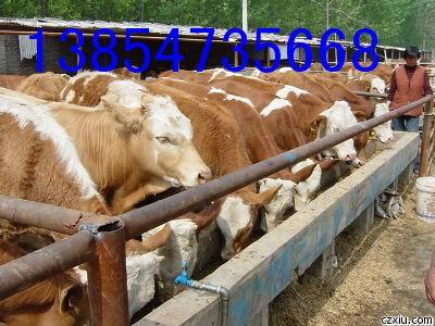 肉牛养殖成本批发