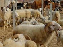 养殖牛羊致富的好项目