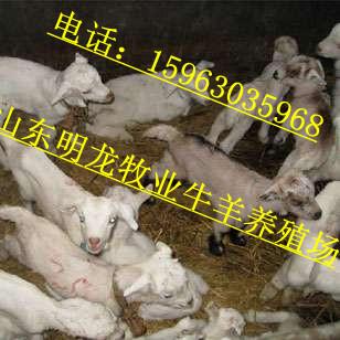 济宁市牛羊养殖小羊厂家供应牛羊养殖小羊