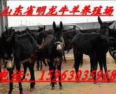 济宁市规模最大的牛/羊/馿养殖场厂家供应规模最大的牛/羊/馿养殖场