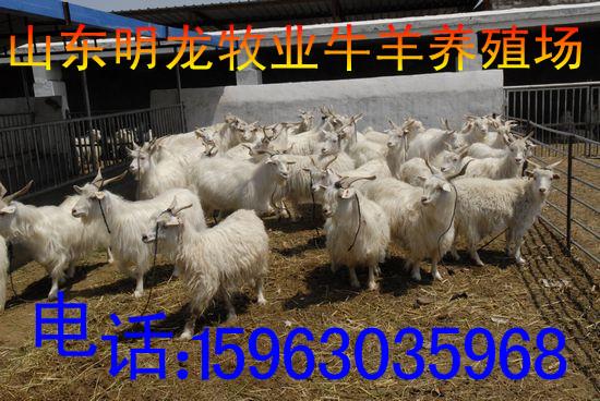供应牛羊养殖小羊图片
