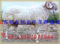 供应山东肉羊养殖技术服务支持图片