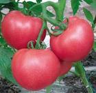 供应山东硬粉西红柿种植基地