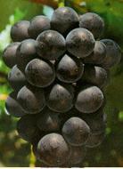 昌黎正源葡萄良种供应极早熟品种黑彼特葡萄苗