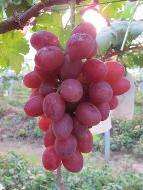 昌黎正源葡萄良种基地供应极早熟新品种红巴拉多葡萄苗木