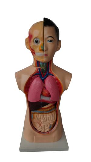 供应高级少年人体半身模型人体内脏模型人体解剖模型 骨骼模型 教学仪器
