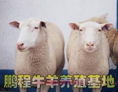 供应杜泊绵羊 种羊图片