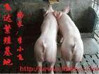 供应苗猪母猪养殖行情种猪养殖三元猪场仔猪价格行情图片