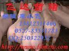 猪价网养殖场仔猪大量有货销售批发