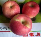 出售陕西水晶红富士苹果基地，陕西水晶红富士苹果价格水晶红富士苹果