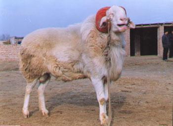 供应养羊的技术-波尔山羊价格-小尾寒羊