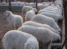 供应小尾寒羊养殖效益-养羊的效益分析-羊价格