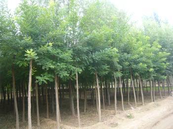 园林绿化用各种苗木供应园林绿化用各种苗木