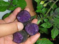 供应紫薯新品种紫玉