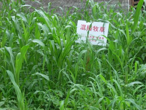 供应湖南新田县哪里卖牧草种子草坪种子