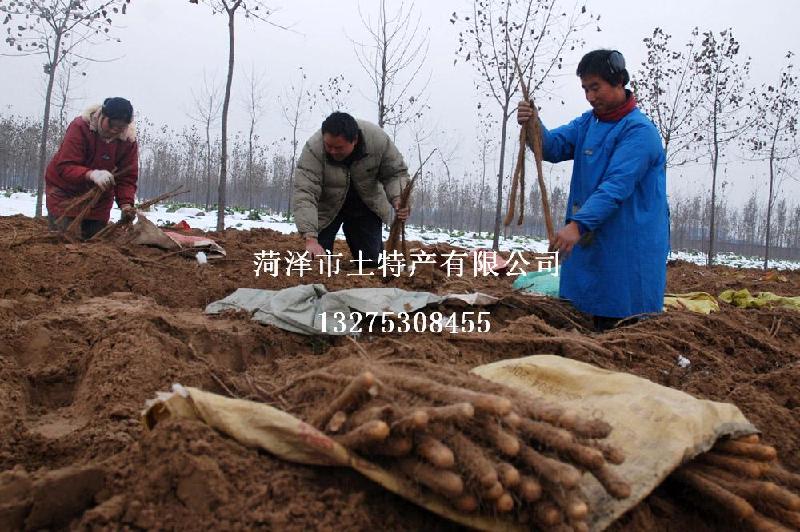 山药豆正宗菏泽铁棍山药批发