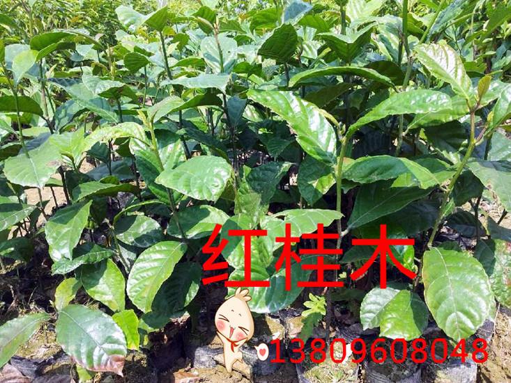 广东红桂木苗种植价格