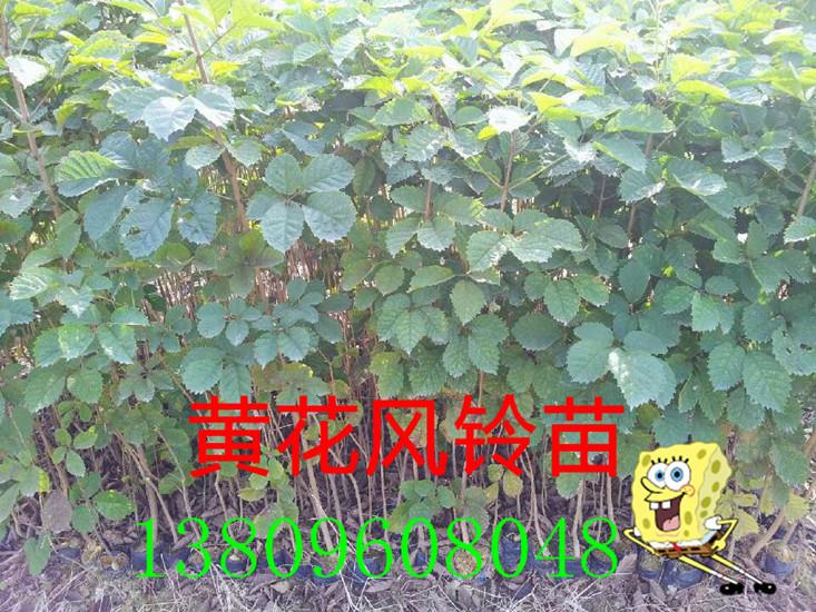 供应广东黄花风铃苗种植基地