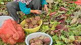 供应红菜头，红菜价格，红菜头报价，红菜头种植基地