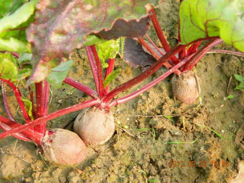 供应吉林红菜头种植基地吉林红菜头种植基地吉林红菜头种植基地