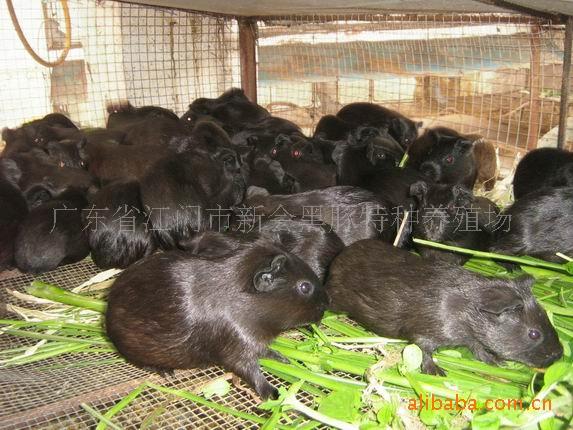供应黑豚种苗商品黑豚图片