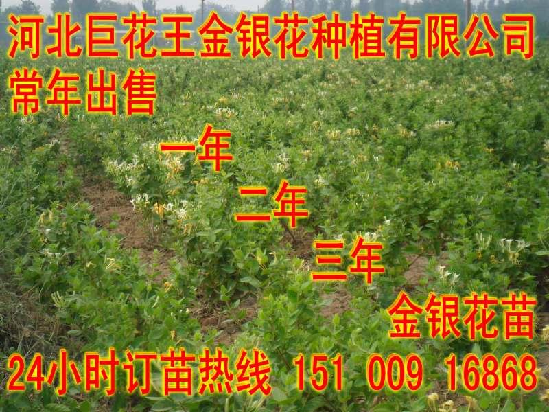 供应金银花树大量批发