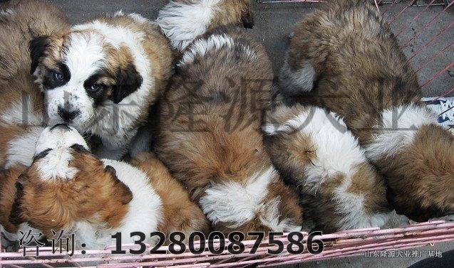 供应杭州肉狗价格养殖肉狗的效益养殖肉狗的行情分析图片