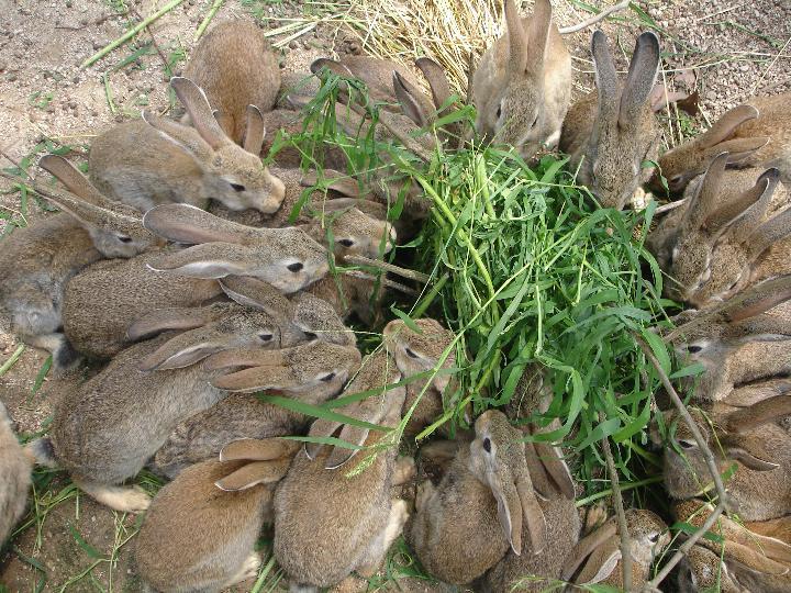 供应沧州野兔价格……野兔养殖前景,野兔种兔价格