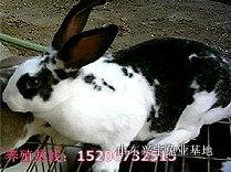 临泉獭兔价格批发