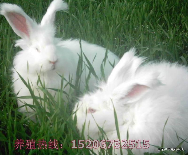 巨型高产长毛兔价格长毛兔养殖技术批发
