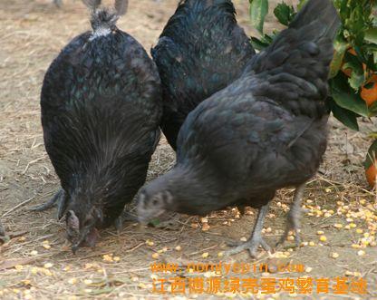 江西永兴绿壳蛋鸡繁殖基地批发