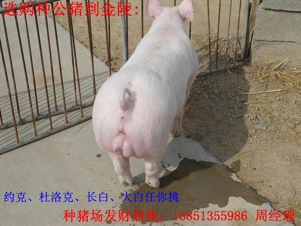 供应江苏供应瘦肉型苗猪1000头价格低防疫全量大免费 瘦肉型约克小苗猪图片