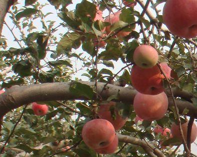 供应矮化苹果苗 矮化苹果 矮化苹果树苗 苹果苗 苹果苗价格