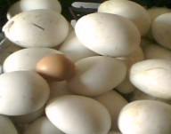 宿迁市四季鹅蛋价格厂家供应四季鹅蛋价格新鲜鹅蛋价格