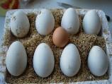 供应四季鹅蛋价格新鲜鹅蛋价格