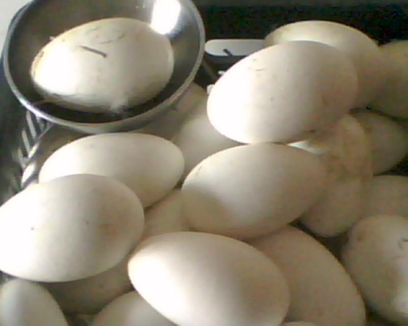 供应鹅蛋玩具鹅蛋新鲜鹅蛋礼品鹅蛋空鹅蛋