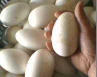供应种蛋价格鹅蛋价格新疆鹅蛋价格东北鹅蛋价格