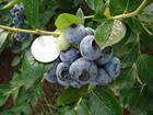 山东蓝莓基地-供应蓝莓苗供应蓝莓苗山东蓝莓基地-供应蓝莓苗
