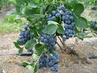 泰安市山东蓝莓和蓝莓苗厂家供应山东蓝莓和蓝莓苗