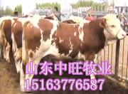 2012年肉牛毛牛价格批发