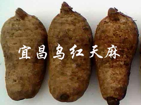 宜昌市乌红杂交天麻0代原种厂家供应乌红杂交天麻0代原种