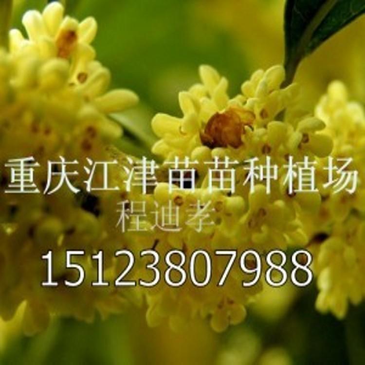 重庆市八月桂花树苗低价销售厂家
