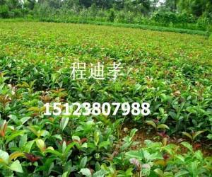 重庆市出售桂花苗厂家