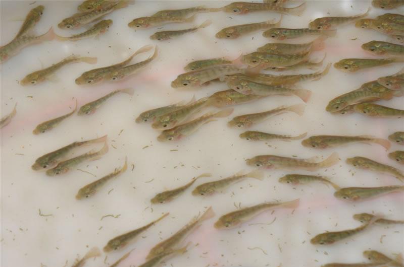 供应用于鱼养殖的东莞市供应单性良种罗非鱼苗