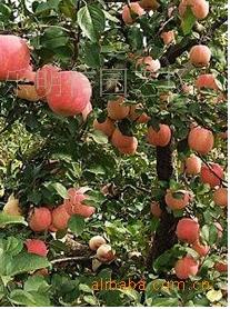 供应大量批发2-3公分苹果苗