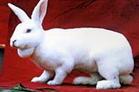 种兔价格獭兔养殖优质长毛兔批发