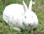 供应獭兔价格山东獭兔养殖场长毛兔最大