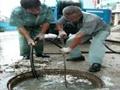 苏州相城区各区承接化粪池清理苏州隔油池油块清底图片